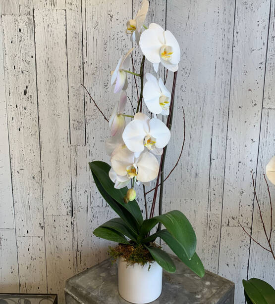 An image of a white phalaenopsis orchid plant