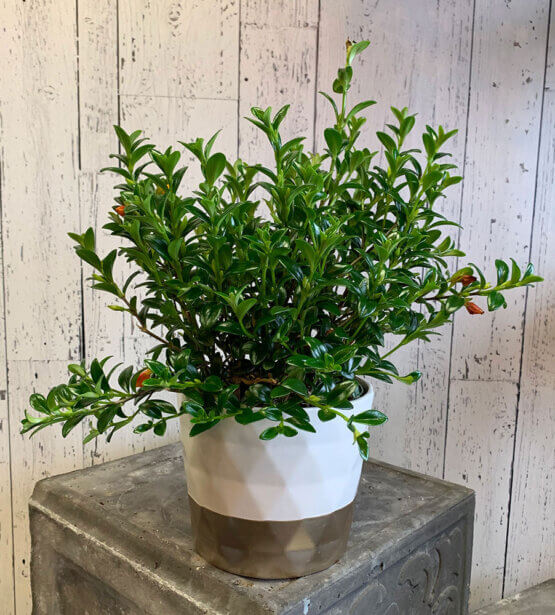 an image of a goldfish plant