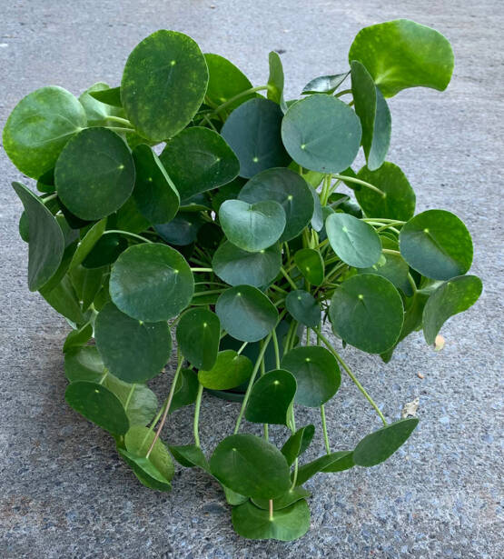 a pilea Chinese money tree plant