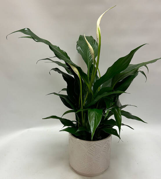 a Spathiphyllum plant in a white decorative ceramic pot