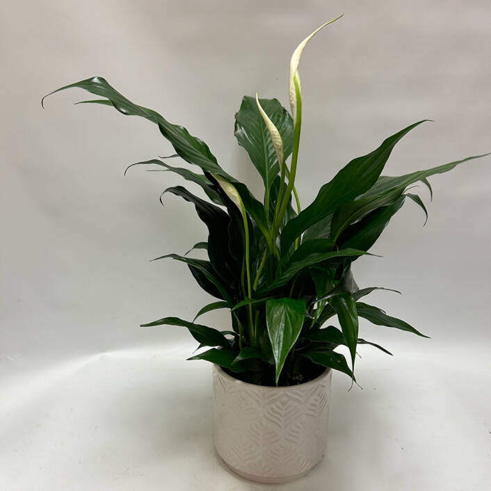a Spathiphyllum plant in a white decorative ceramic pot