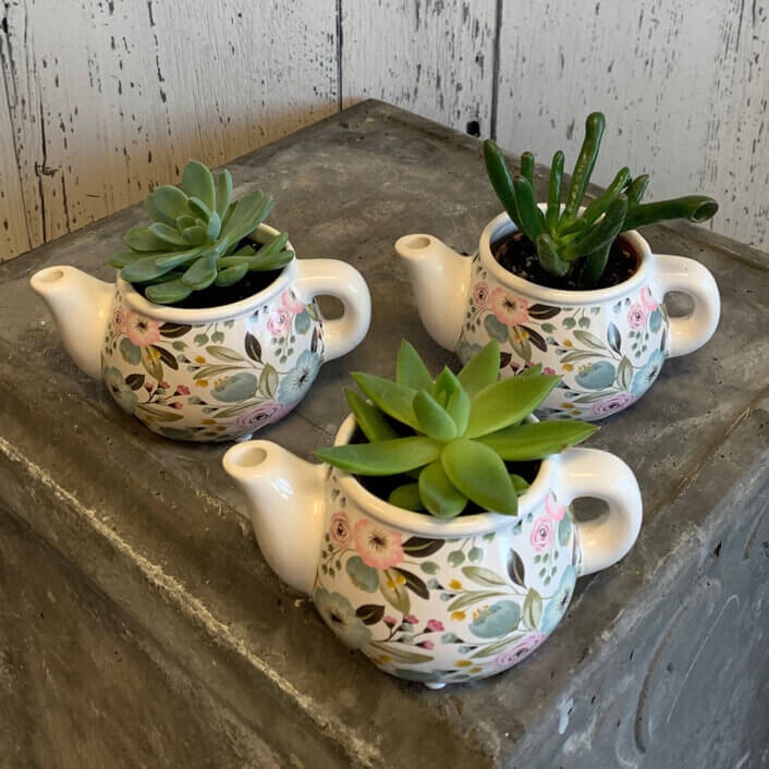 an image of 3 succulents in teapots