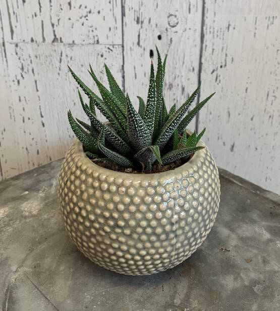 an image of a Haworthia plant in a pot