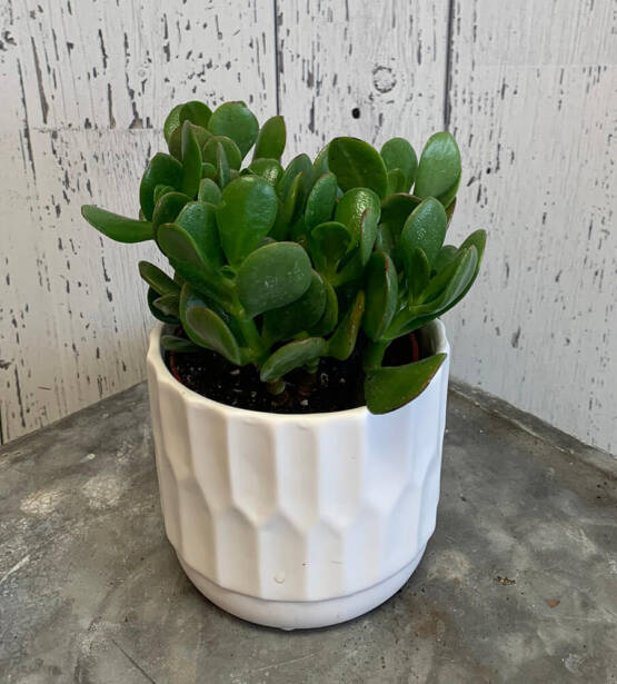 an image of a small Jade plant in a pot