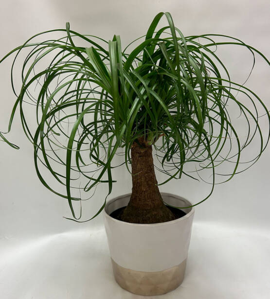 a ponytail palm tree plant in a white and gold ceramic pot