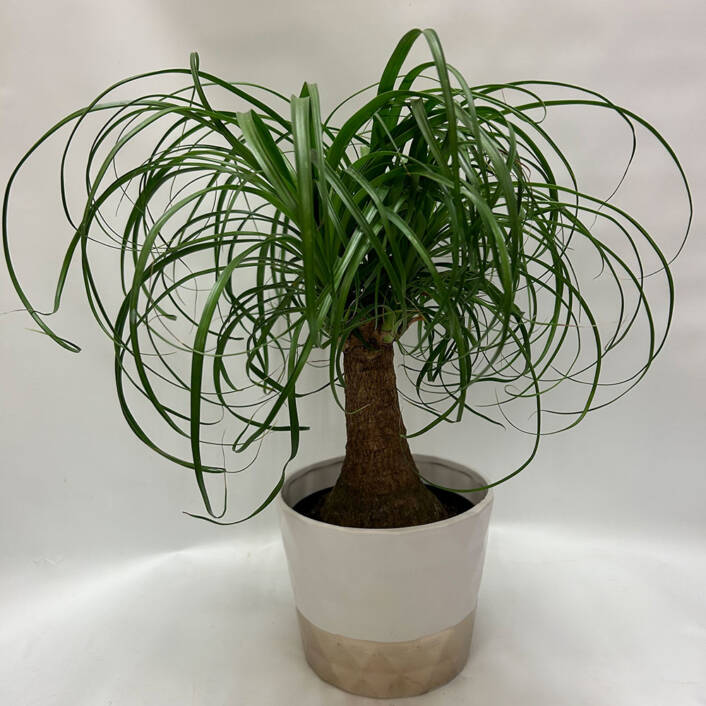 a ponytail palm tree plant in a white and gold ceramic pot