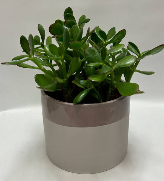 a Jade plant in a brown pot