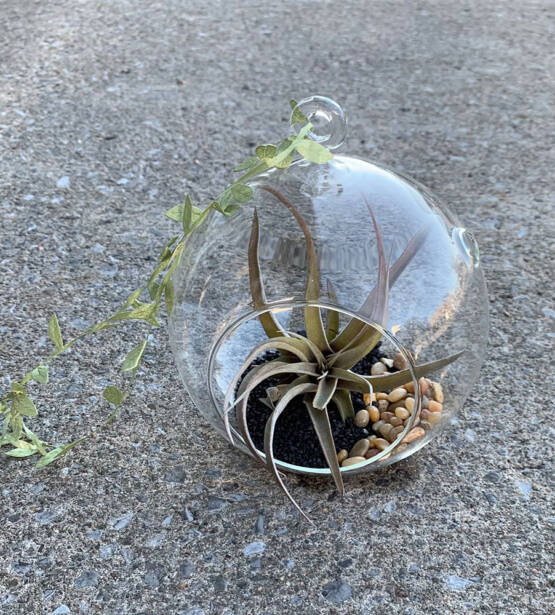 an air plant in a hanging glass ball