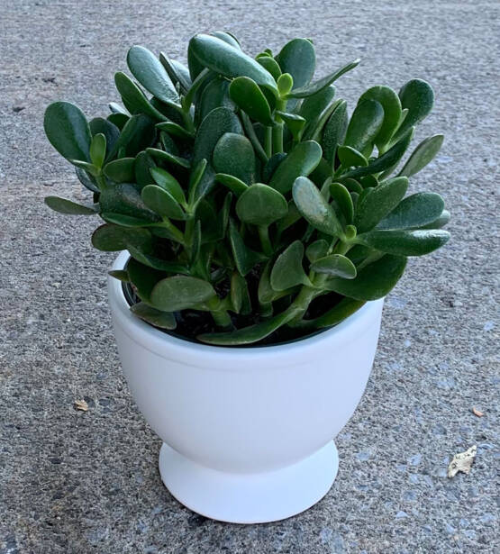 a Jade plant in a white pot