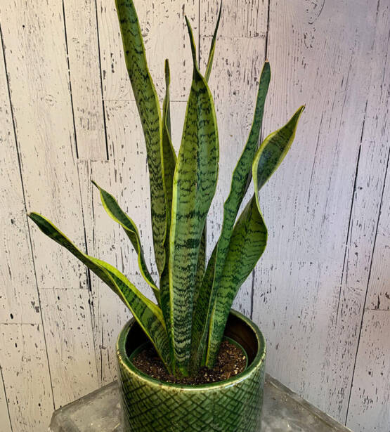 an image of a sansevieria plant in a green planter pot