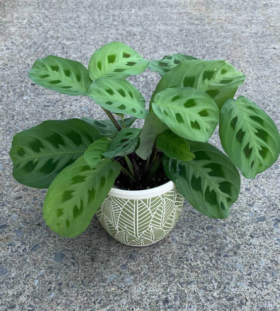 a Marantha plant in a white pot