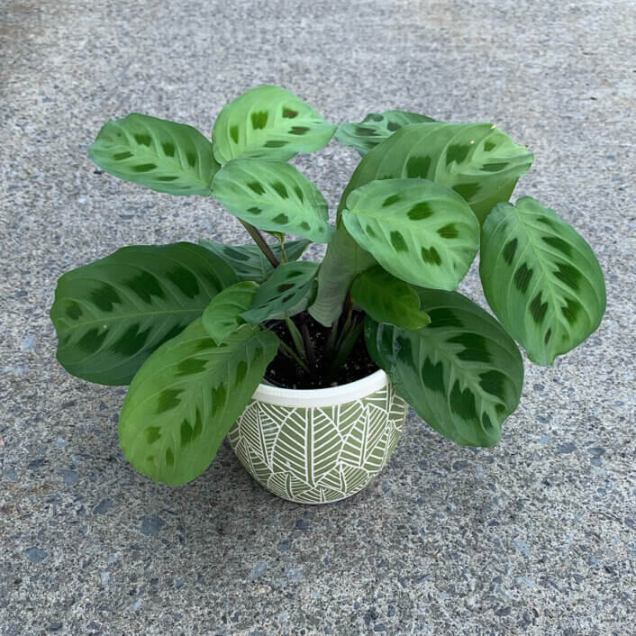 a Marantha plant in a white pot
