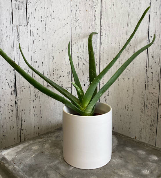 An Aloe Vera plant in a white cylinder pot