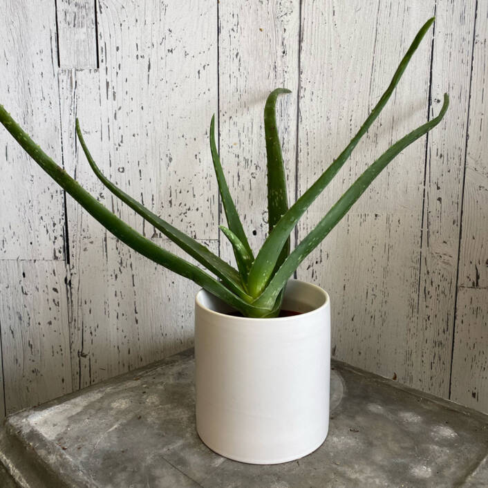 An Aloe Vera plant in a white cylinder pot