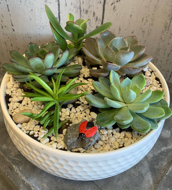 a white pot filled with succulent plants and a lady bug stone decor