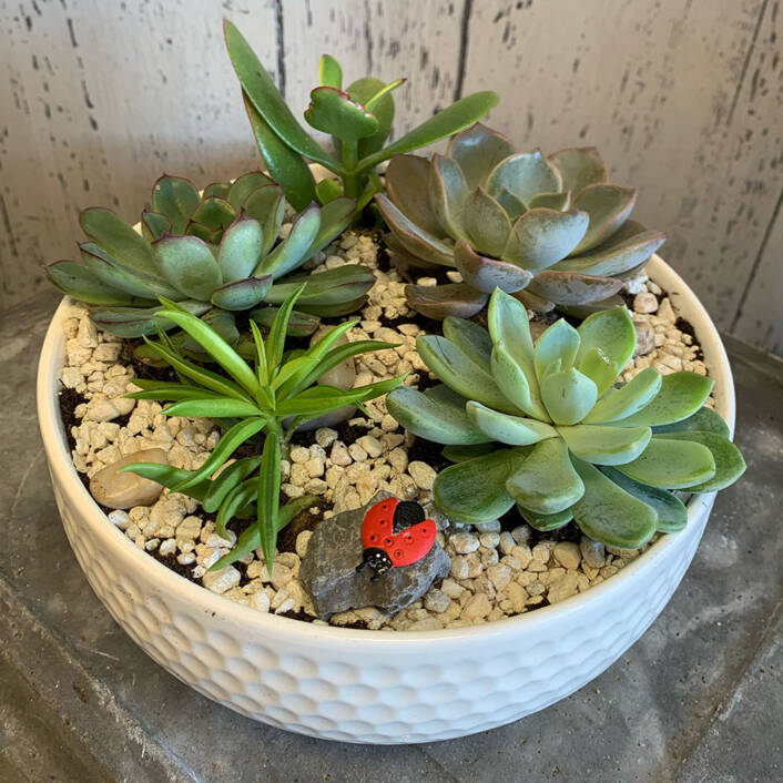 a white pot filled with succulent plants and a lady bug stone decor