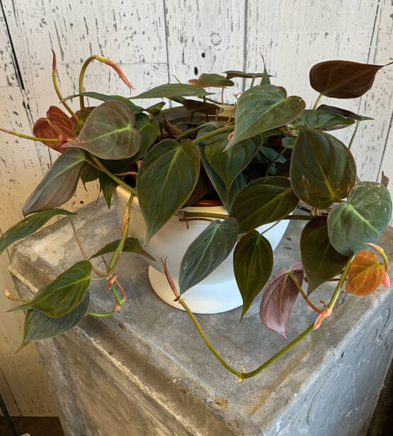 a Trailing Micans Philodendron plant in a white pot