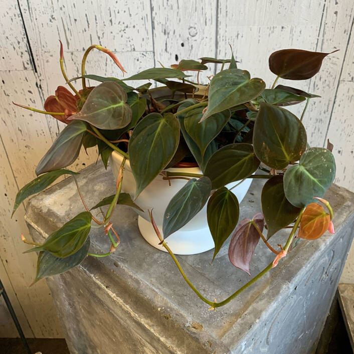 a Trailing Micans Philodendron plant in a white pot
