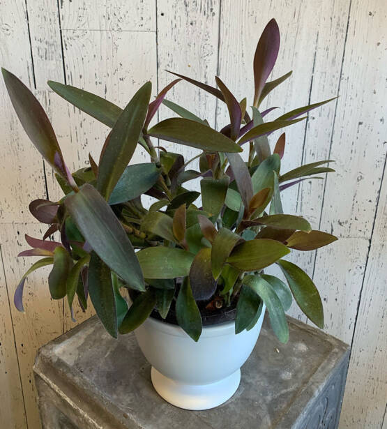 a Secreasea Purple Heart plant in a white pot