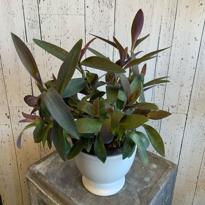 a Secreasea Purple Heart plant in a white pot