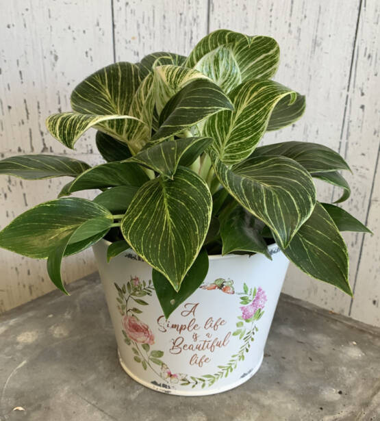 Philodendron Birkin plant in a white pot