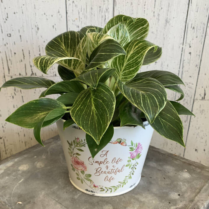 Philodendron Birkin plant in a white pot