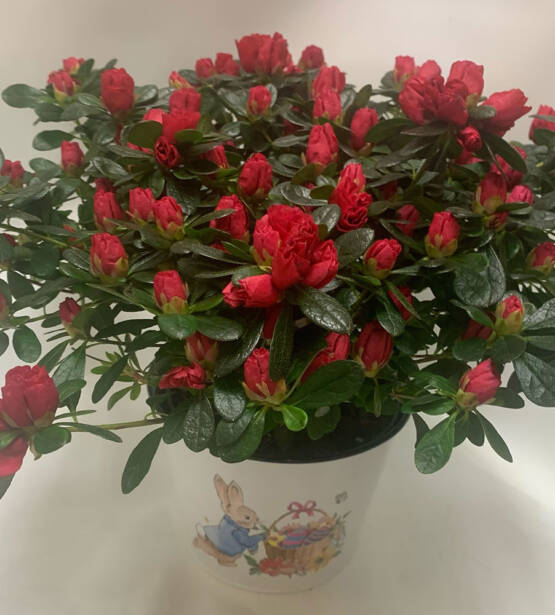 a red azalea plant in a easter themed pot with a bunny on it