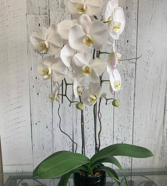 A White Double Stemmed Phalaenopsis Orchid in a black pot