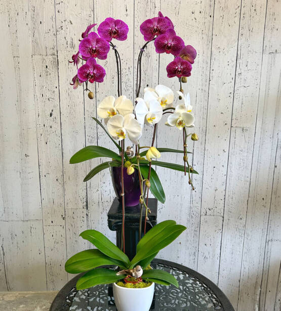 A White and purple Phalaenopsis Orchid plant in white pots