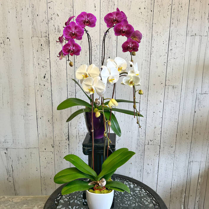 A White and purple Phalaenopsis Orchid plant in white pots