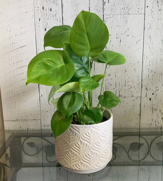 a green philodendron plant in a white ceramic pot