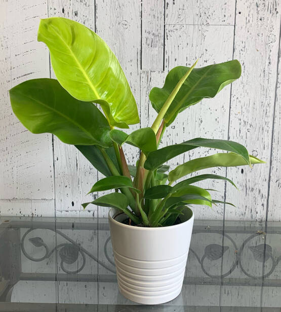a green philodendron moonlight plant in a white ceramic pot