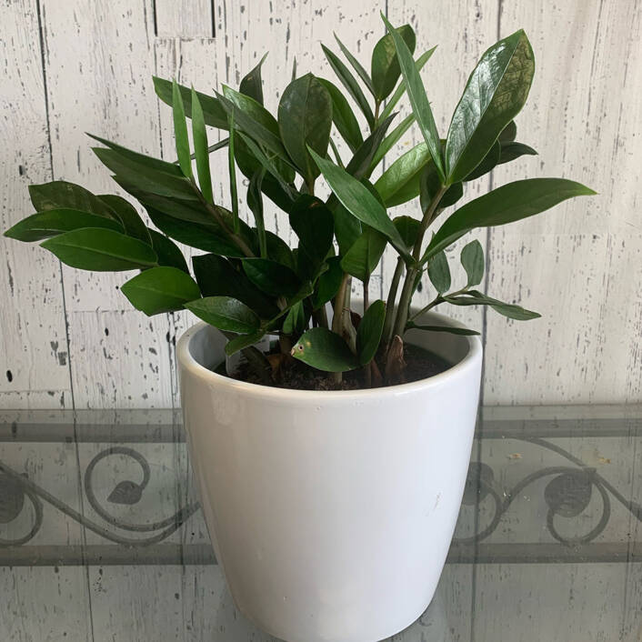 a green Zz plant in a white ceramic pot