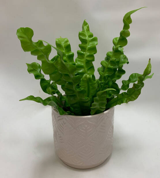 4" Crispy Wave plant in a beige ceramic pot