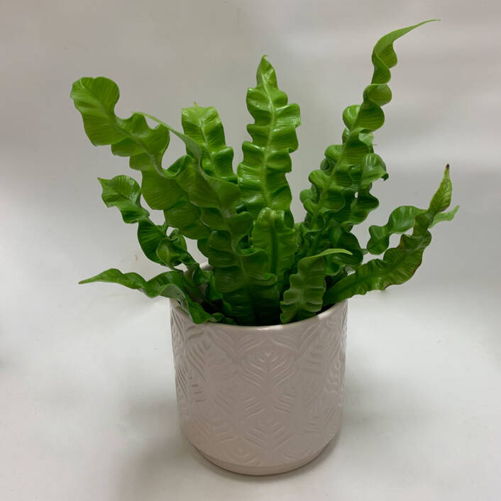 4" Crispy Wave plant in a beige ceramic pot