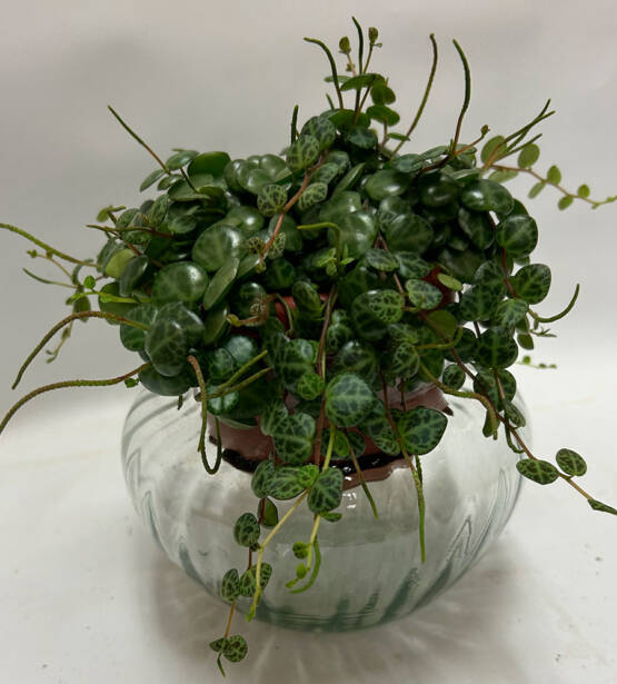 STRING OF TURTLES PLANT IN A GLASS POT