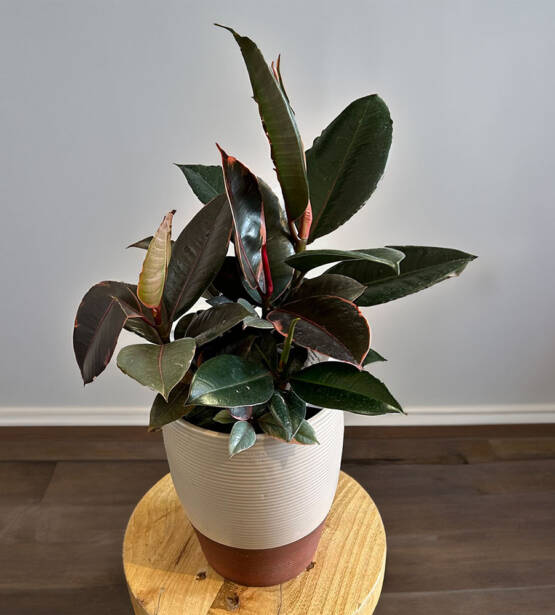 a rubber tree plant in a white and brown ceramic pot
