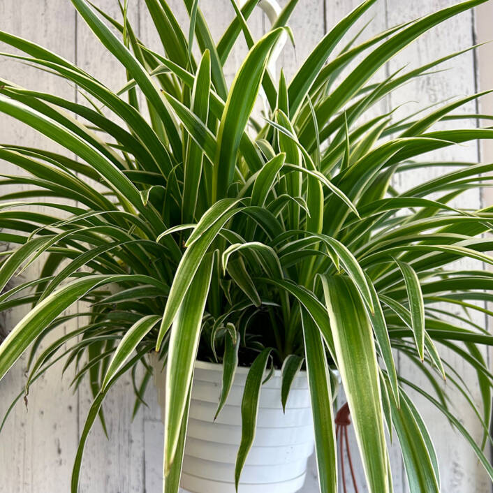 Green and white hanging spider plant in a white pot